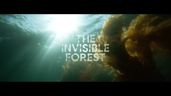Google uses AI to help restore kelp forests in Australia’s Great Southern Reef, launches awareness campaign via Emotive
