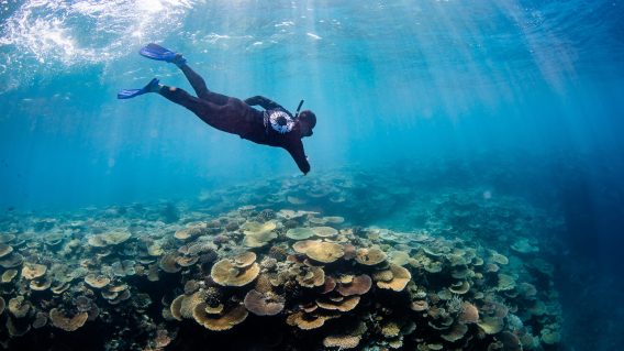 Avid Collective and Mindshare unveil pro-bono reef conservation campaign for Citizens of the Reef