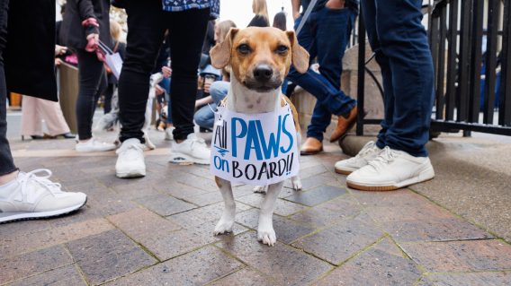20,000 people sign petition to allow pets on public transport