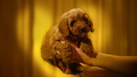 Petbarn launches Puppy and Kitten Club with suitably cute campaign