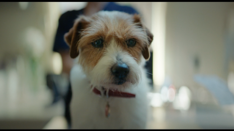 Budget Direct’s star dog eats chocolate – but luckily has pet insurance
