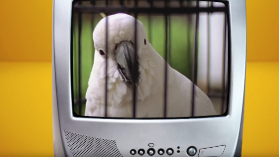 Raine and Horne opens the vault for 2026 summer campaign