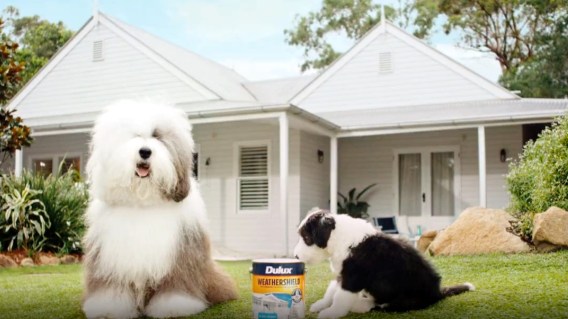 Puppy joins Dulux dog as brand marks 50 years in Australia