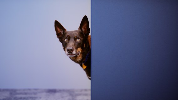 Kinatico Compliance enlists working dog ‘KC’ in first campaign with Apparent